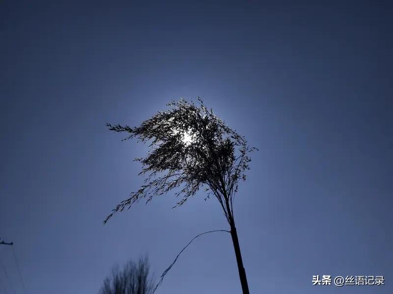 起风了
窗外风呼呼起来了
雨点打在玻璃上
呼呼的风声
让我想起了
冬天呼啸的寒风