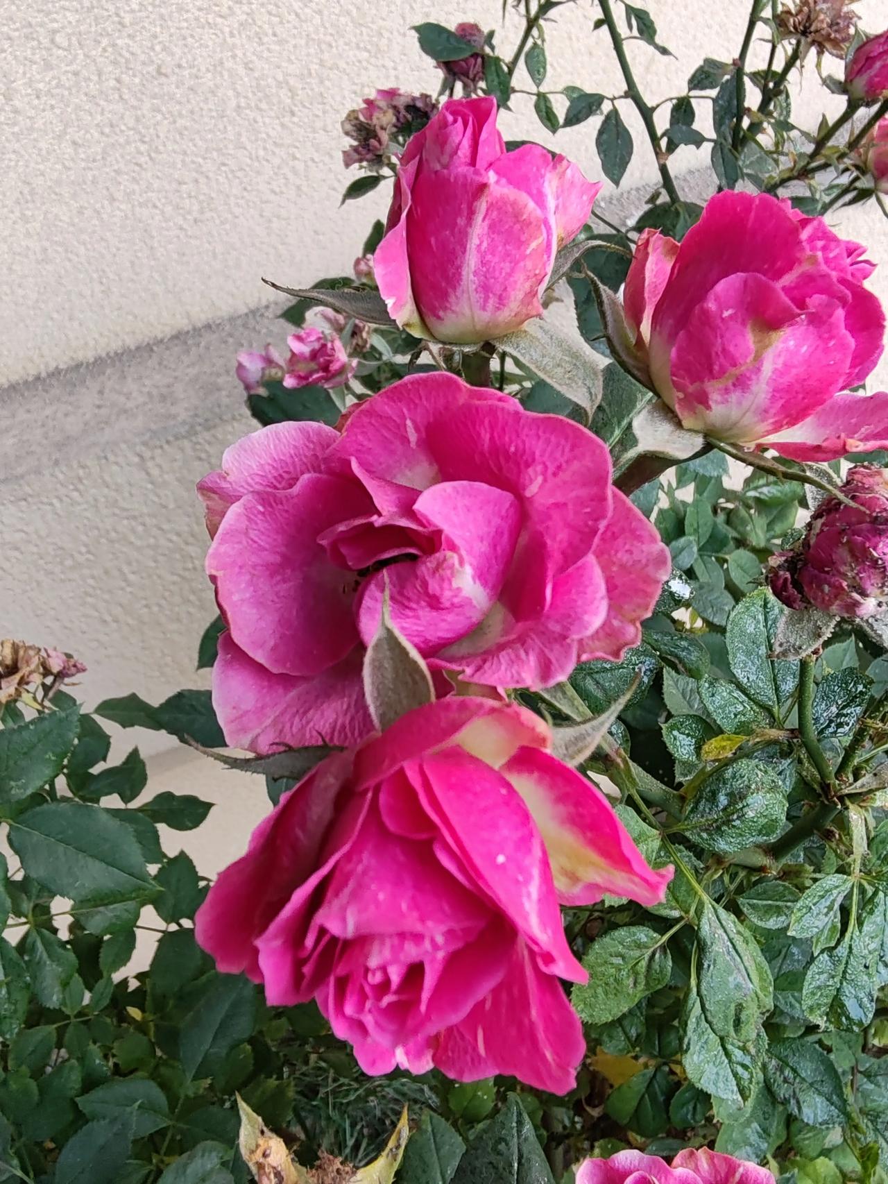 晒图笔记大赛寻初冬之景，找自我快乐。