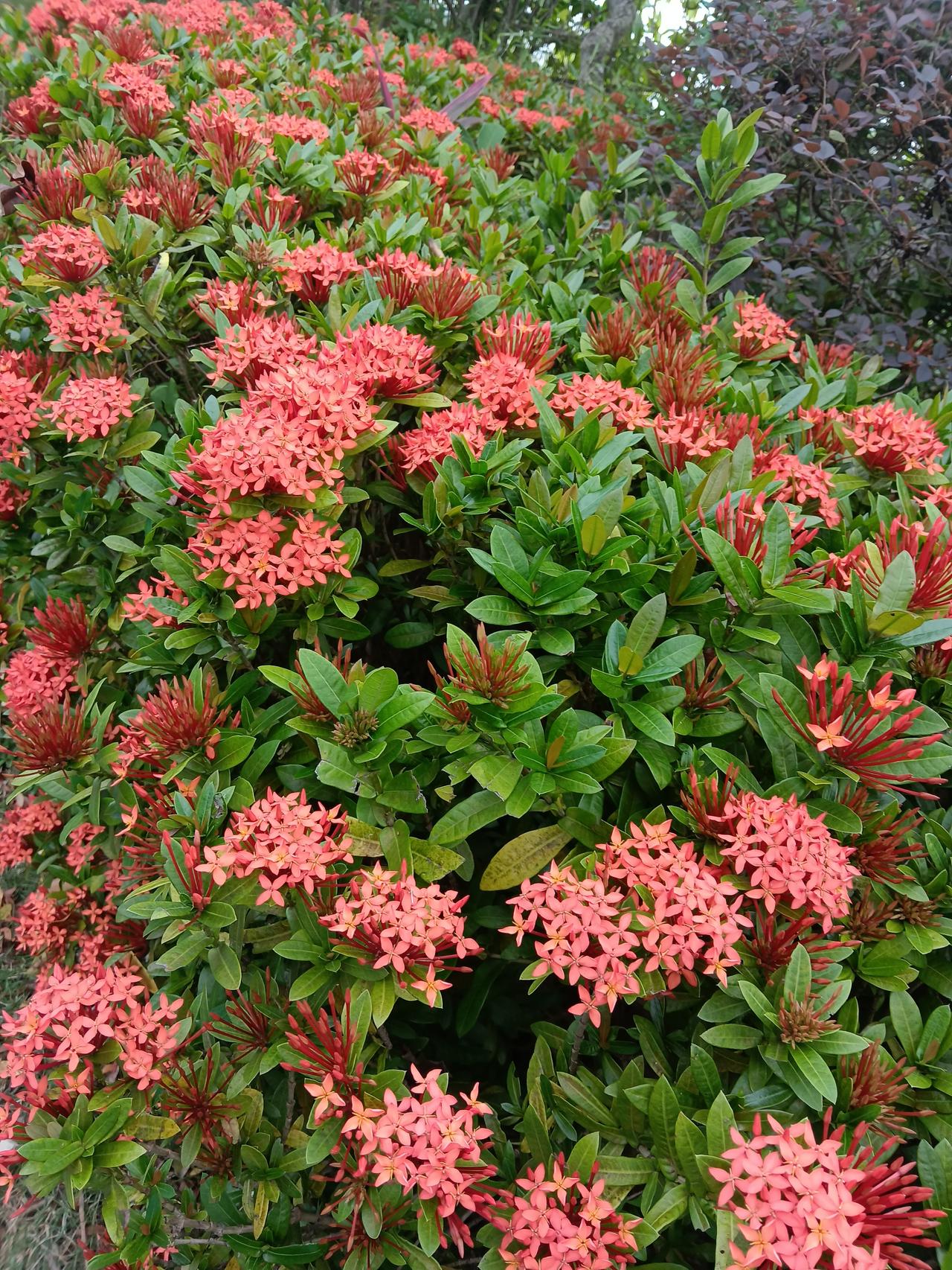 广东阳西的花朵图片那可太漂亮了！春天的阳西就像被打翻的调色盘。
阳西县城各公园和