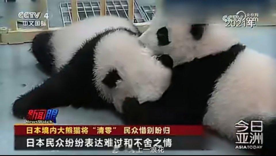 日本高官被记者追问续借大熊猫日本高官被记者追问续借大熊猫大熊猫在日本拥有极高的人