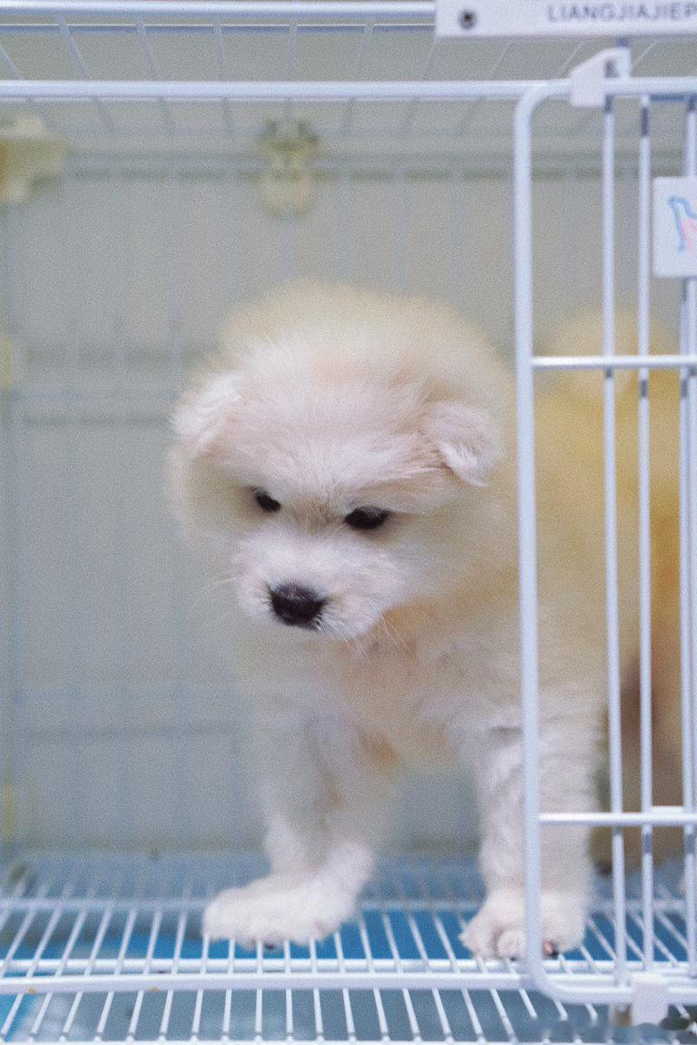 嗷呜🐶 