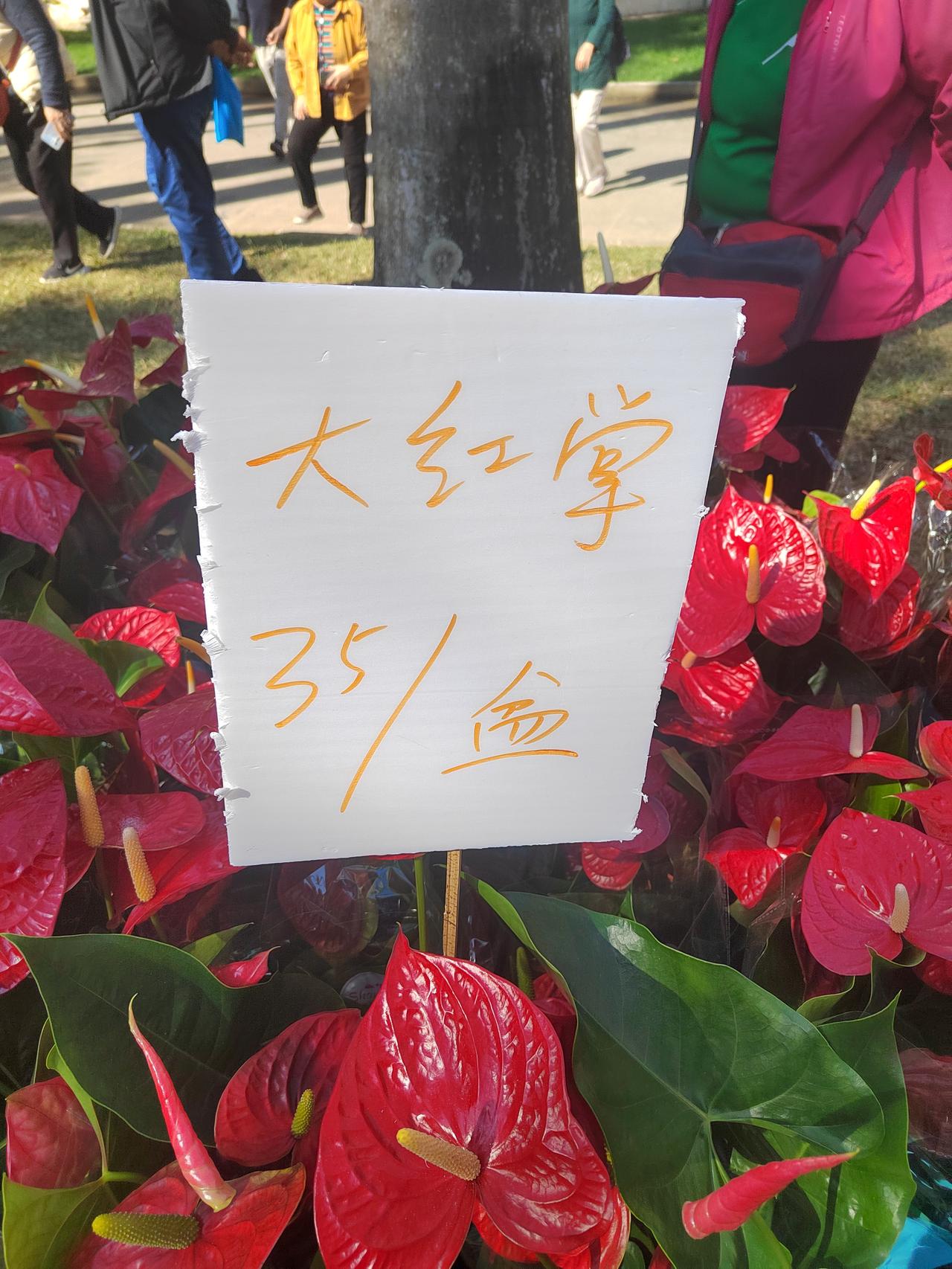 今天的菊花展，位置，东湖公园