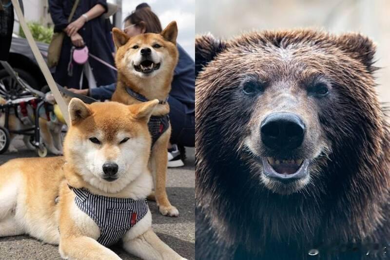 【日本再传熊袭事件：秋田一老妇目睹爱犬连窝被熊拖走】 日本秋田市再度发生熊袭宠物
