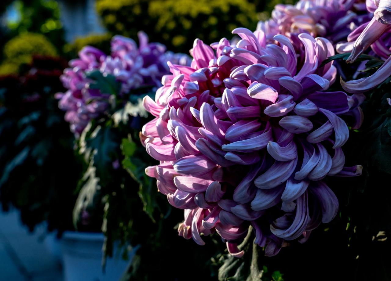 菊花的世界
#赏菊花🌼随拍# #随拍菊花原创# 
#菊花绽放的时候# 
（北京