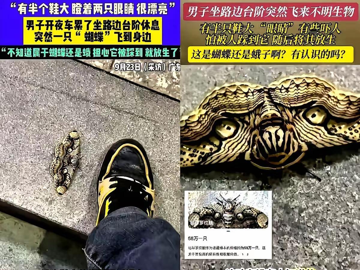 谁懂啊！
​放走半只鞋大的虫子，竟错失58万！
​这事儿就发生在福建一大哥身上。
