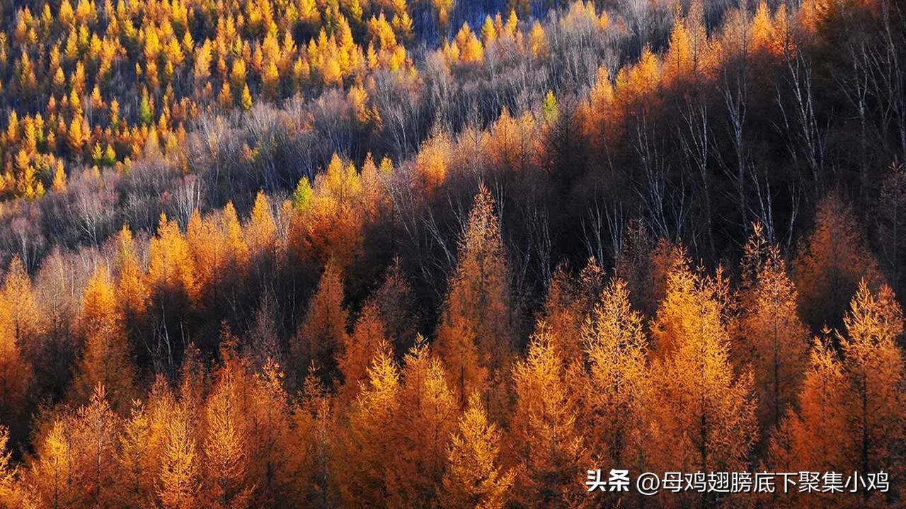 立冬［心灵旅行:节气溯源］中国🇨🇳金色的松树(坝上草原)

坝上草原地区的松