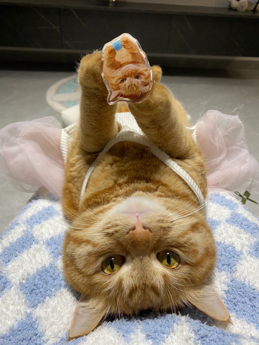 小猫举自己🤲