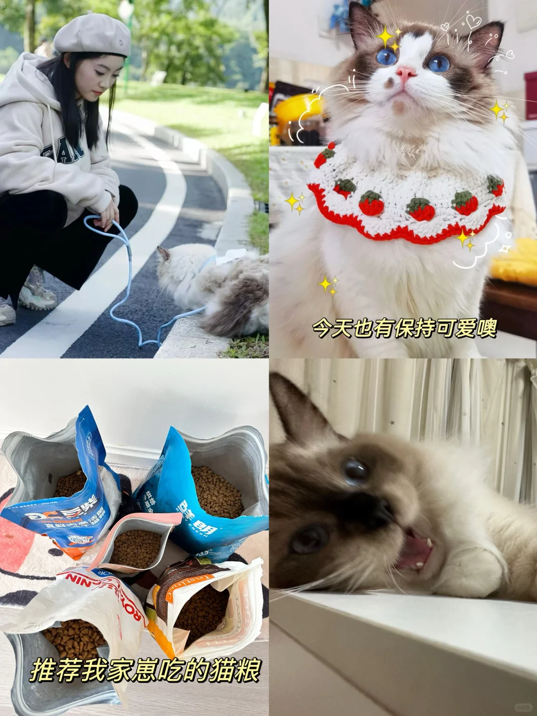 分享五款自用的猫粮推荐测评！！！🤓