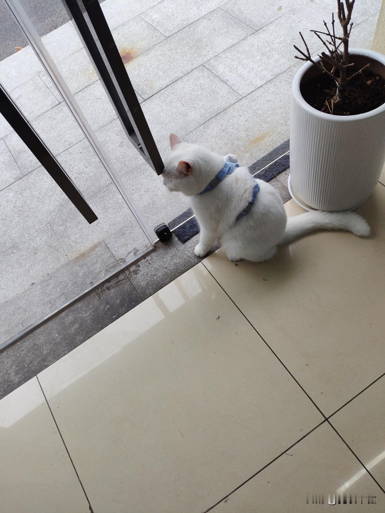 分享一张你家猫咪的照片今天在奉贤看到一只白色的肥猫，不怕生人，任你撸，好可爱！