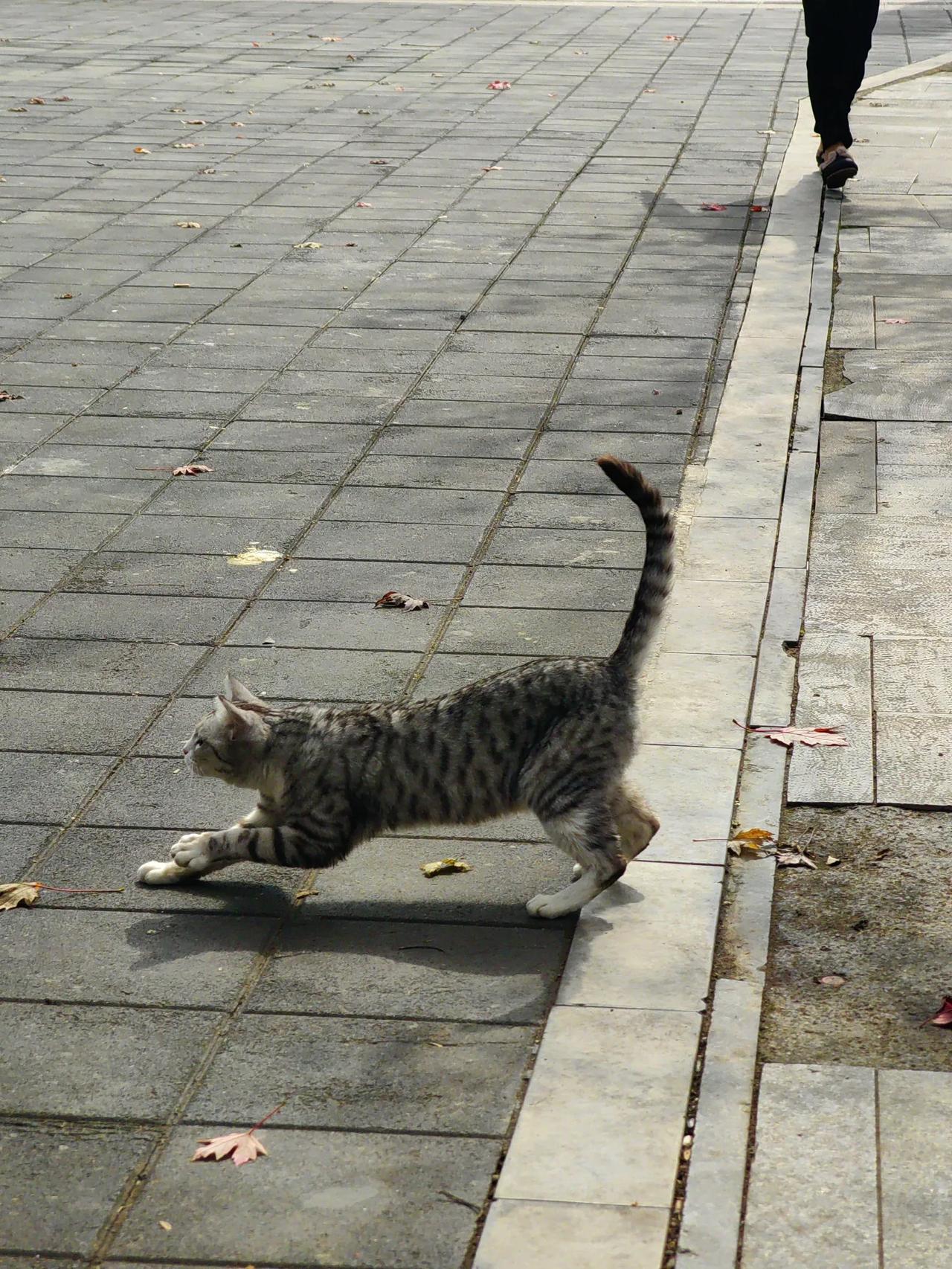 你的宠物叫什么名字他爹（但却不知是谁）的孩子