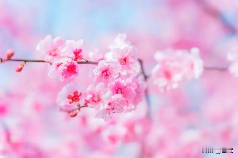 春风有约，岁岁安然向暖行

世间万物，皆有相逢的时序，皆有笃定的约定。春有约，花