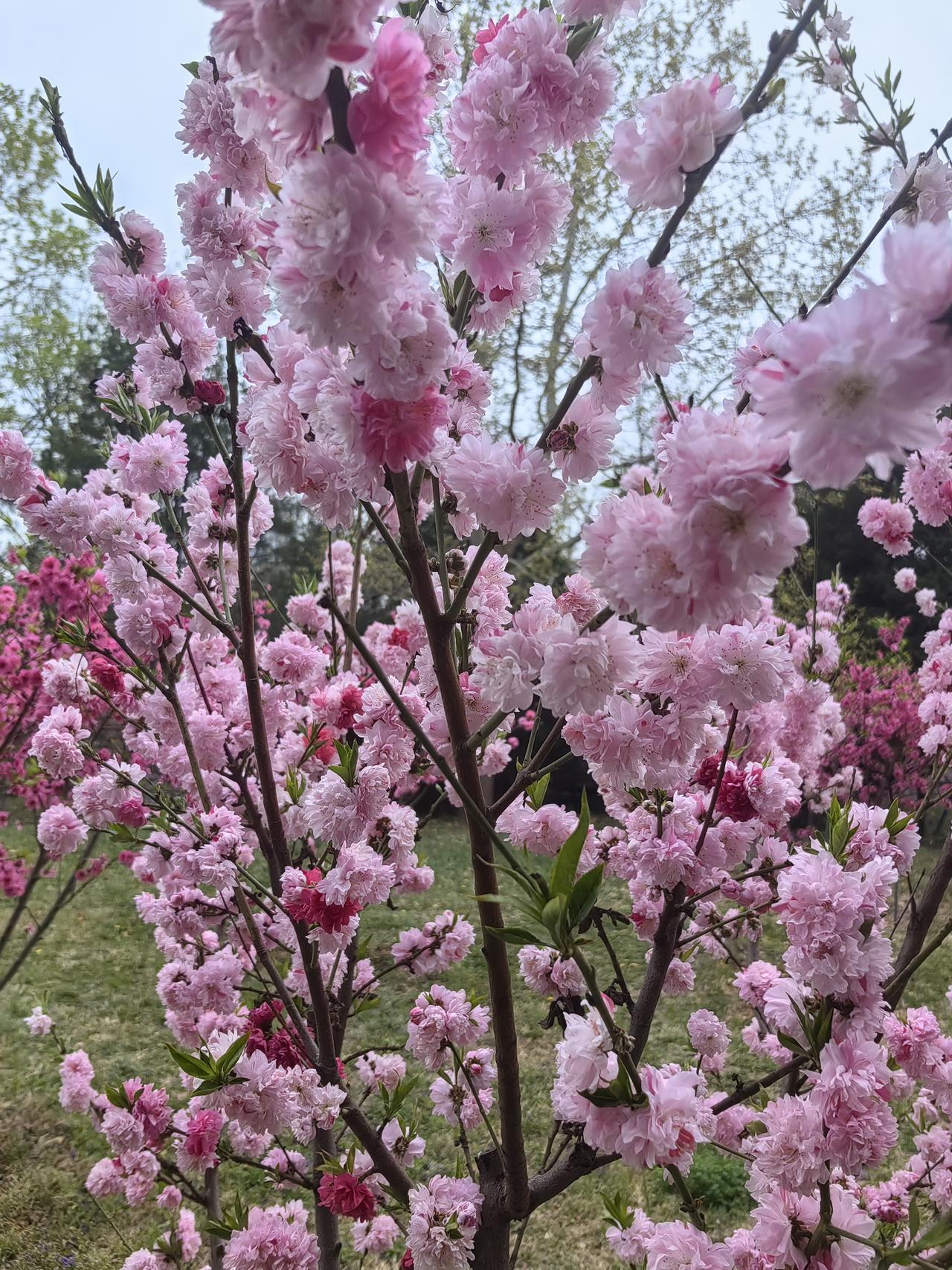日本宣布为乌克兰提供拦截无人机的装备究竟是什么？其考量或许如下：此前，乌军拦截俄