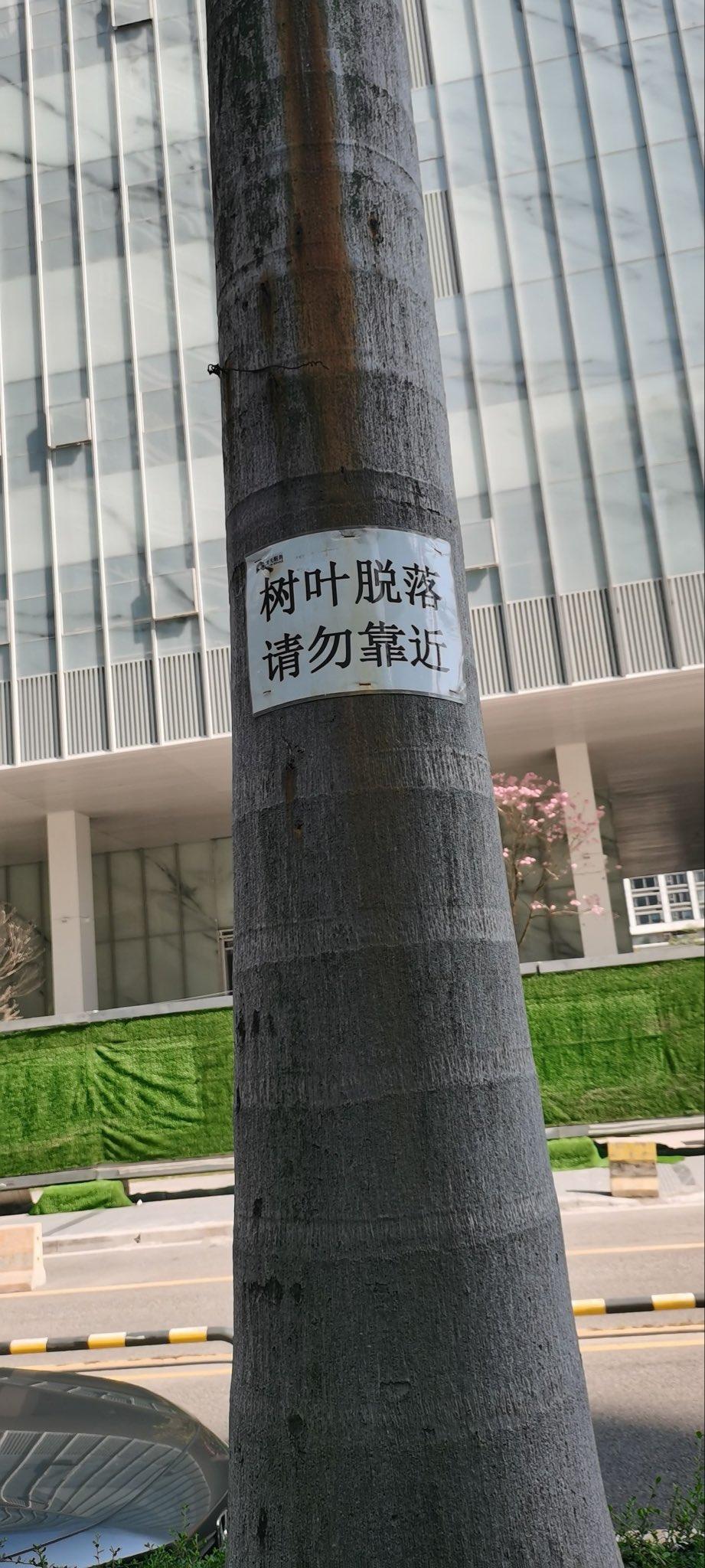 问题来了
在广东，
大家为什么怕落叶？