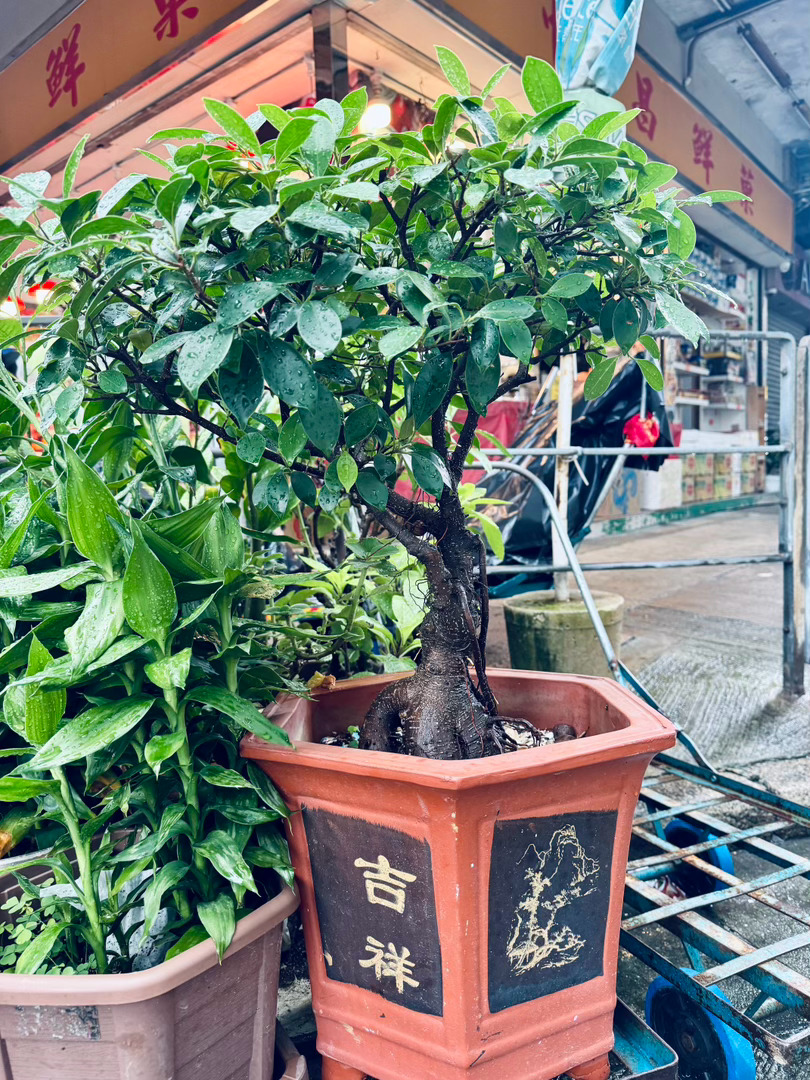刚出门就看见了，送给你 香港