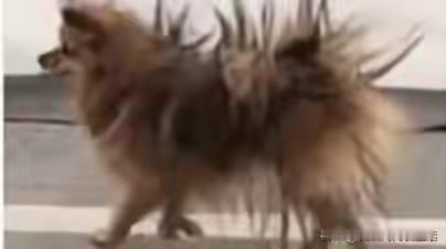 安徽，某街头，爆米花摊位大爷在忙着做爆米花，一只小狗刚好路过，它还卧在那里不走了