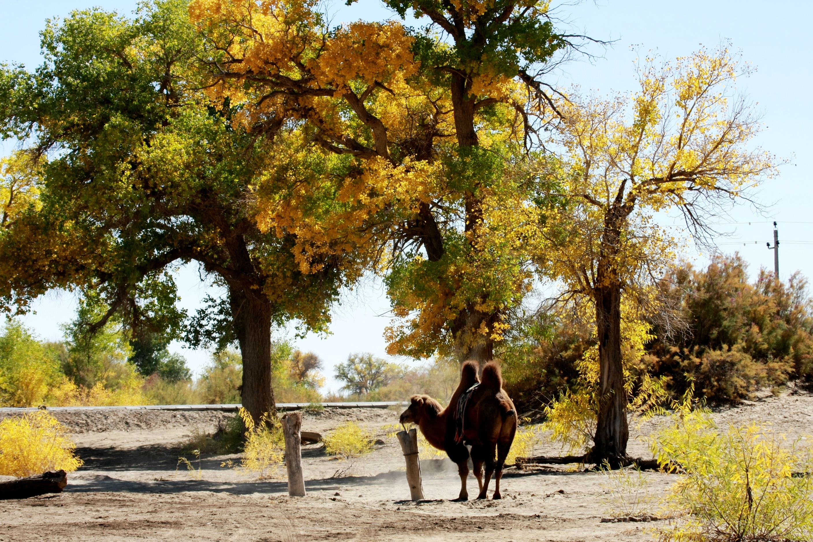 *碎碎念*菜饭一锅出，小高压锅做的，腊肉土豆胡萝卜香菇饭，腊肉的油脂和盐味浸到米