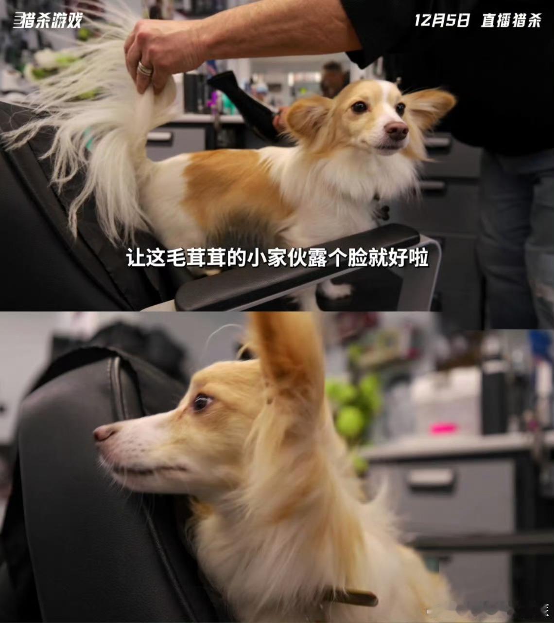 看到带狗进组的硬汉明星，狗子那身戏服，帅得没话说，感觉比我的衣服还酷炫，瞬间羡慕