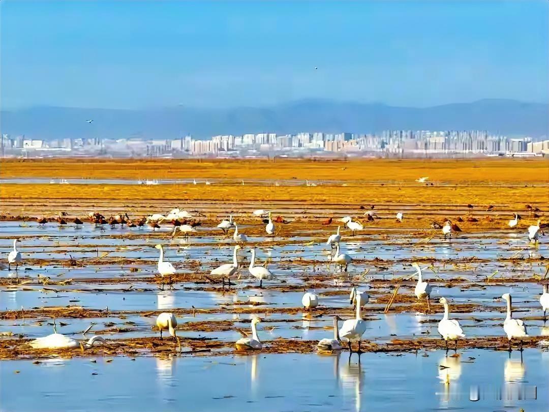 2026年2月27日，众多白天鹅飞抵包头黄河国家湿地公园等地。黄河岸边，一群白天