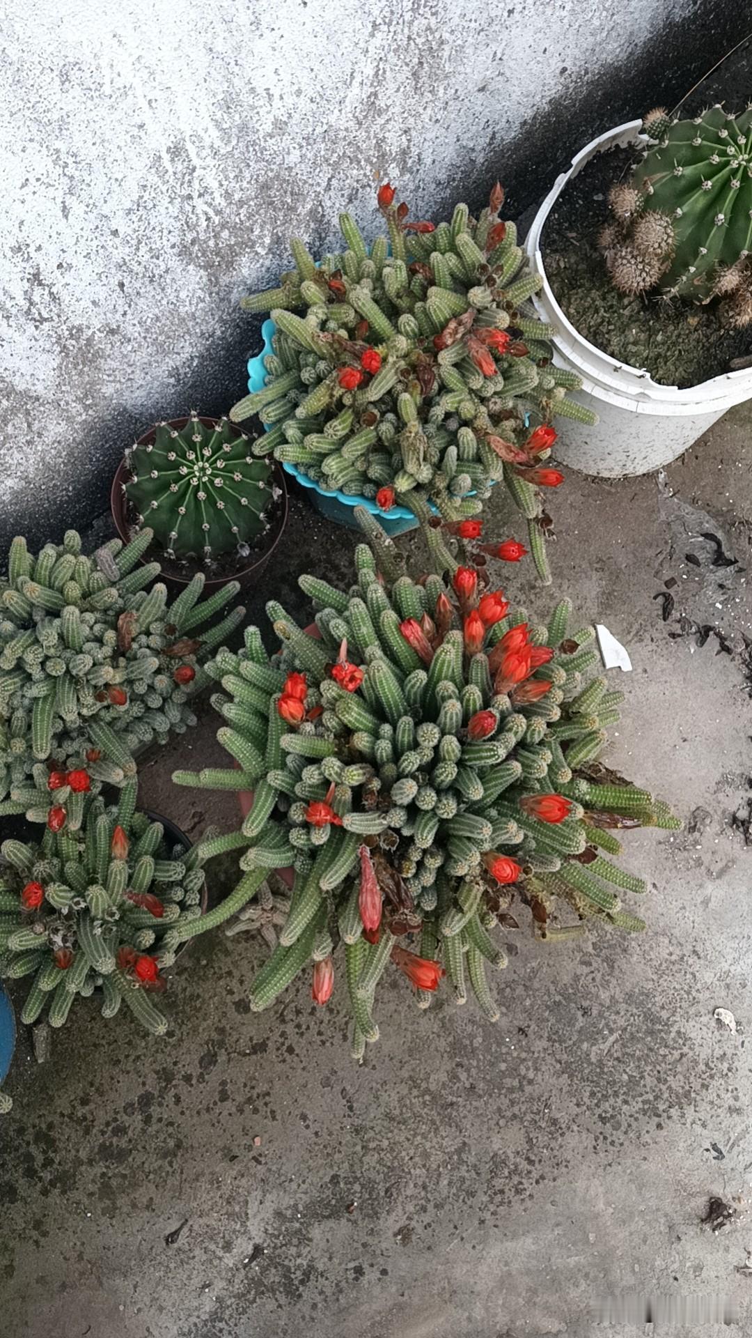 多肉植物大集合，红绿相间，生机勃勃！