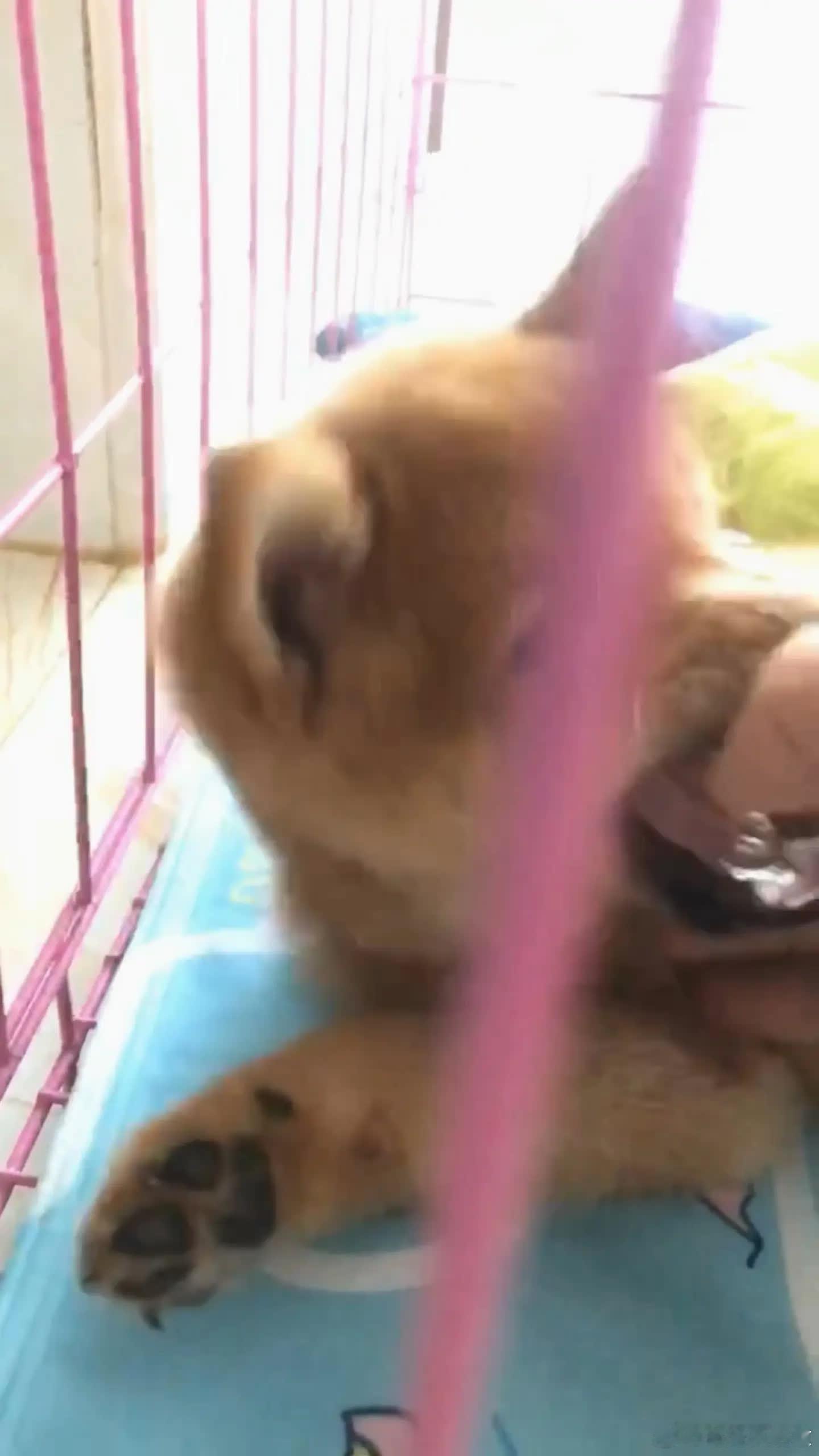 那一天你走进我的生命小猫把自己睡成小手套了你是小狗吃不到巧克力才是好的萌宠 ​​