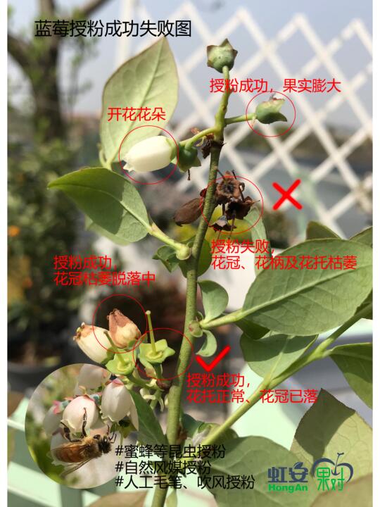 一张图带你识别蓝莓授粉成功和失败