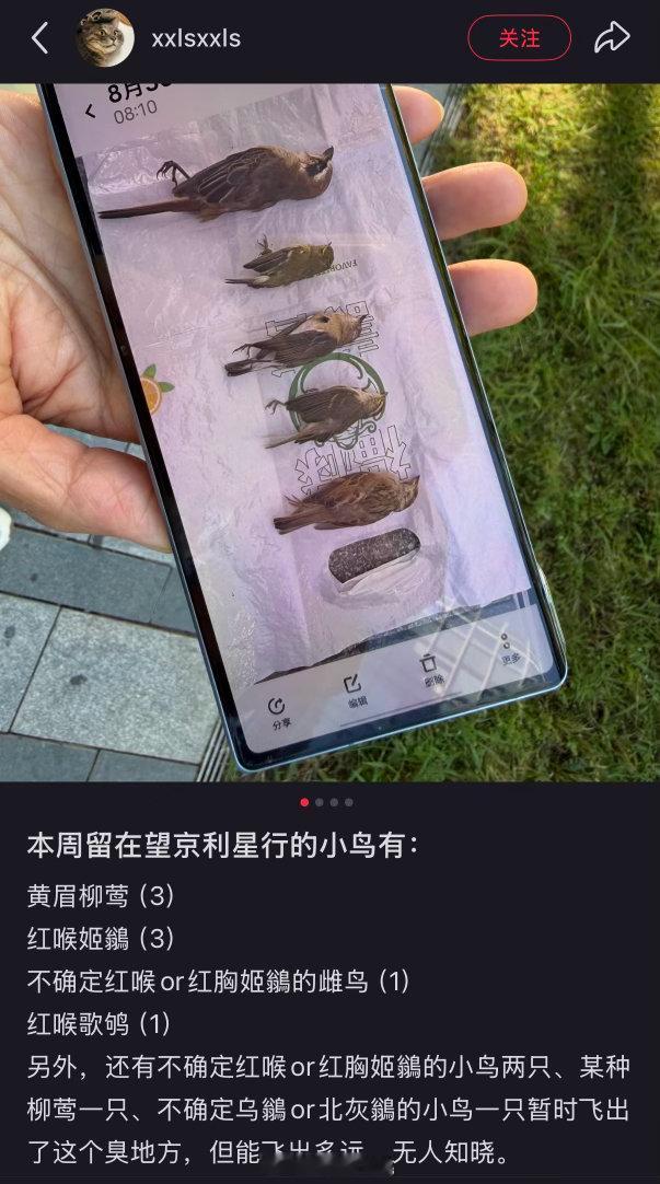 小地瓜精选 有网友记录了望京利星行的玻璃幕墙上撞死的鸟儿数量，尽管无论是大楼物业