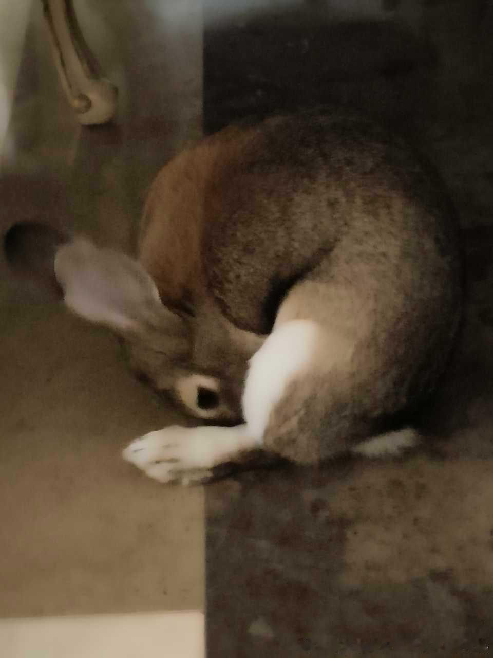 13682🐇【9】此乃何物 