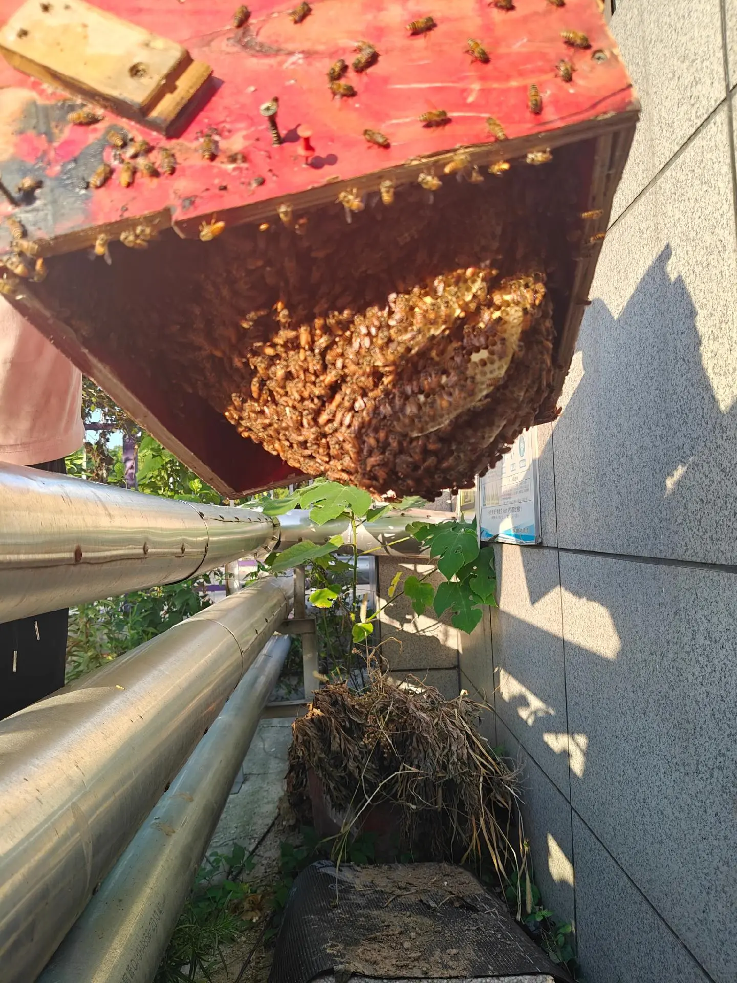 如果你是养蜂新手一定要看完