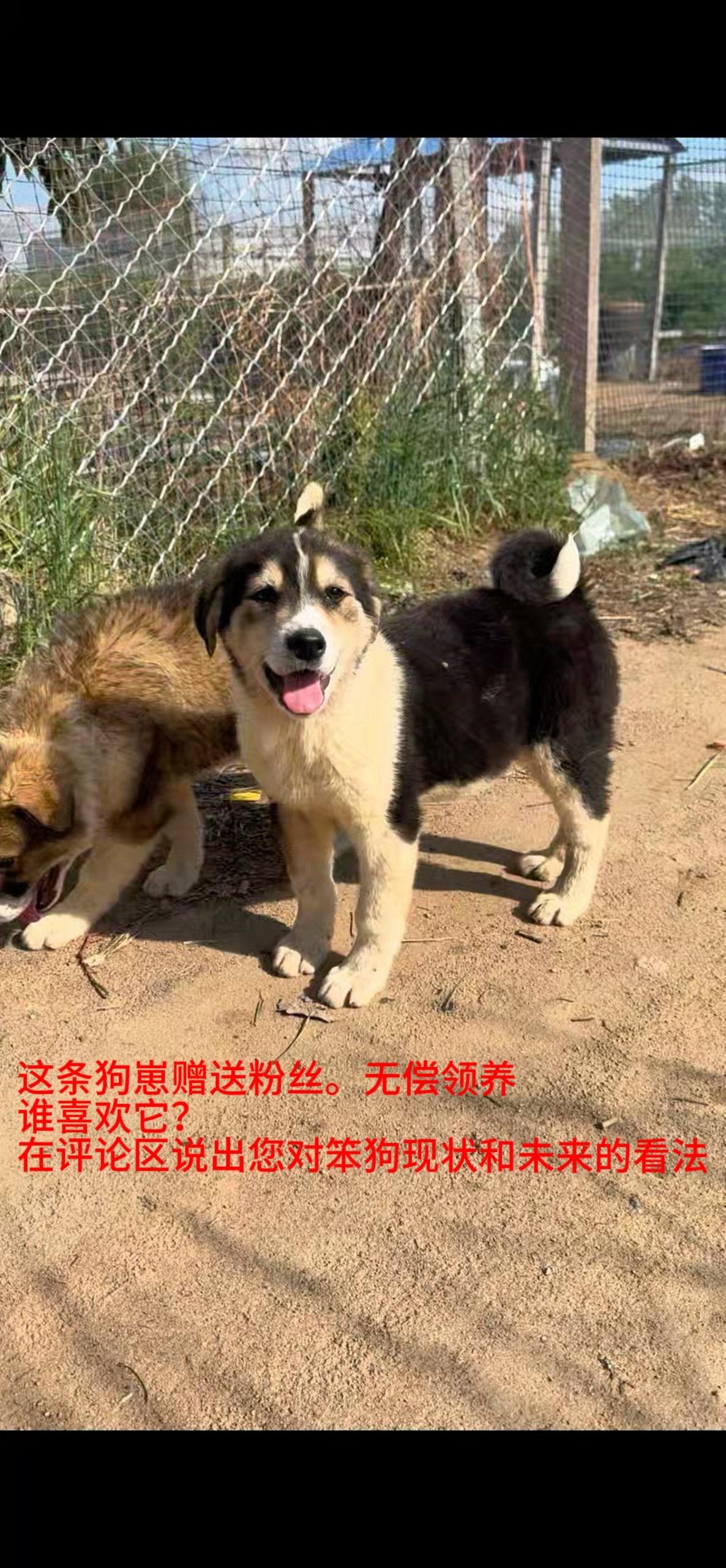 为回馈粉丝朋友，并致敬农村传统的“送狗崽不用买”这一淳朴习俗，做一次免费送狗崽，