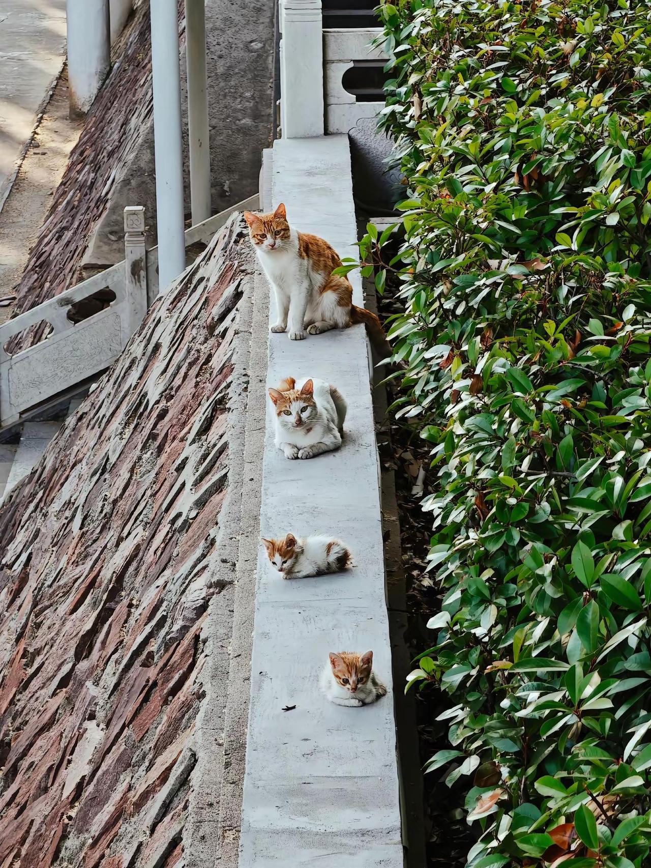 盛开在夏天的一家四口👨‍👩‍👧‍。一阶石阶，一户小家。 流浪猫生存法则 石