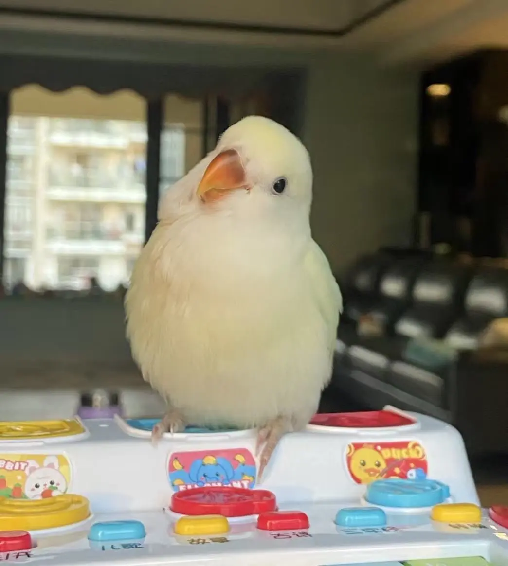 小鸟小鸟你的麻麻一直在念着你