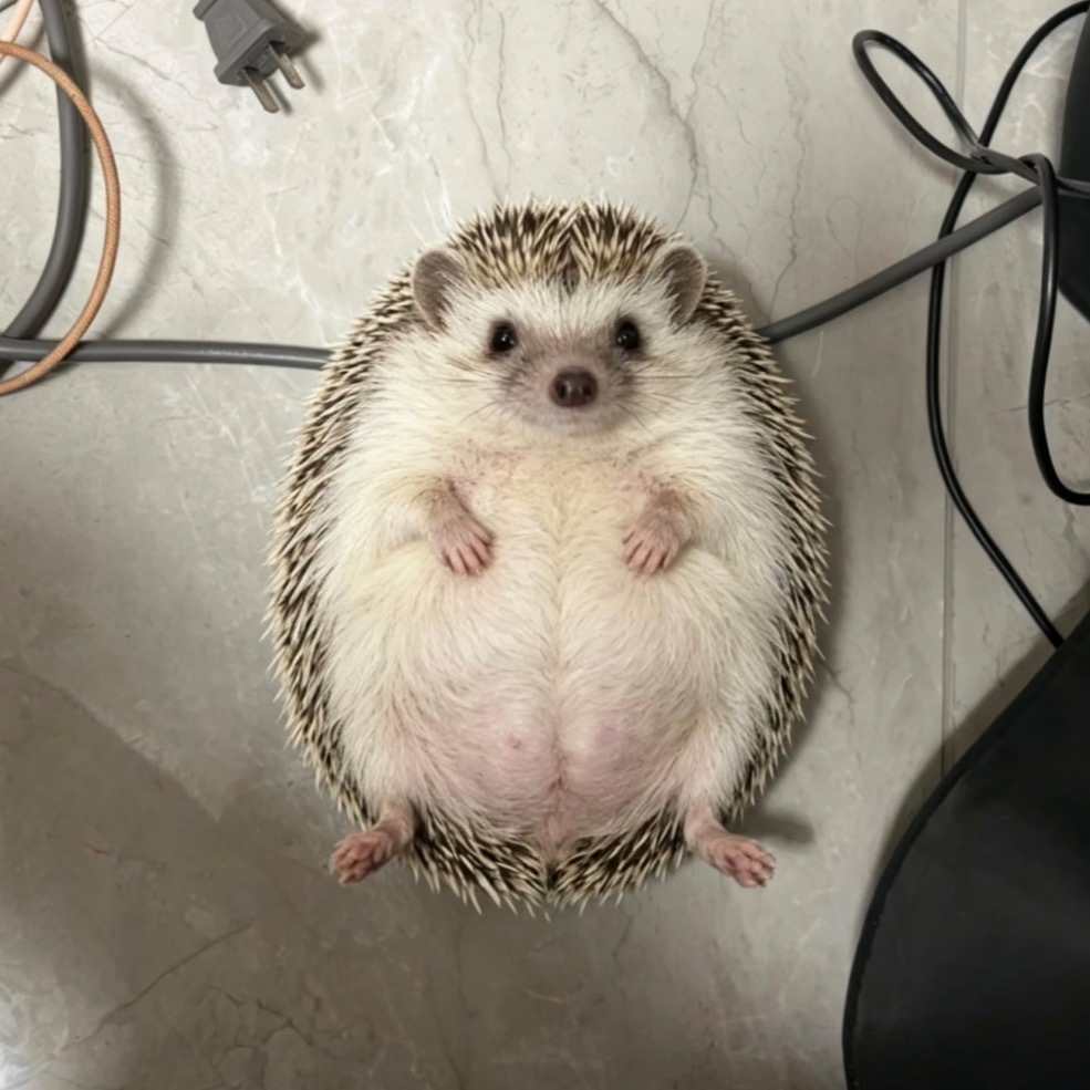 好萌呀xcw🦔 