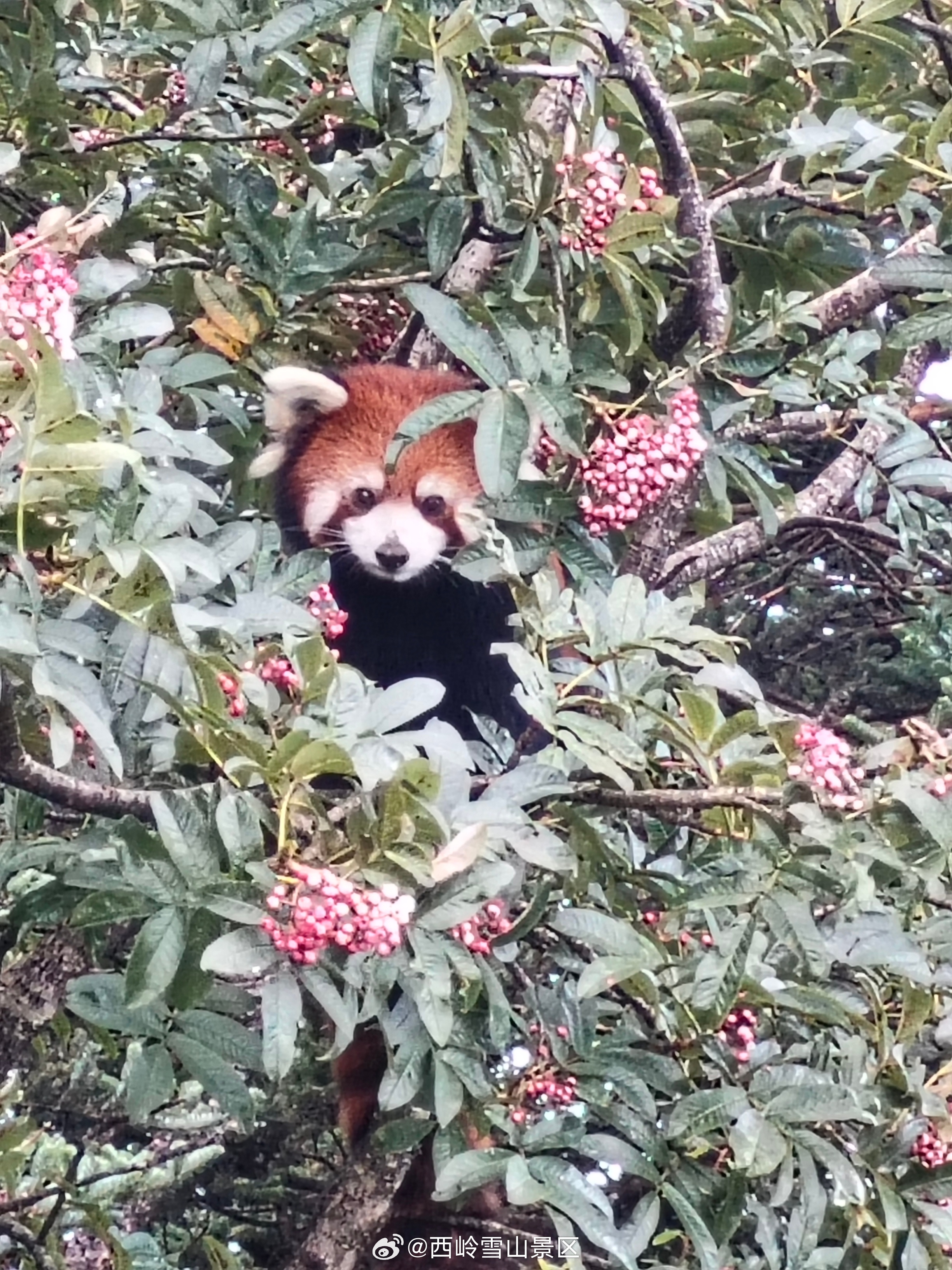 #西岭雪山的奇妙邻居们#家人们，西岭小熊猫来求助啦！今天偶遇新邻居，头顶“花羽冠
