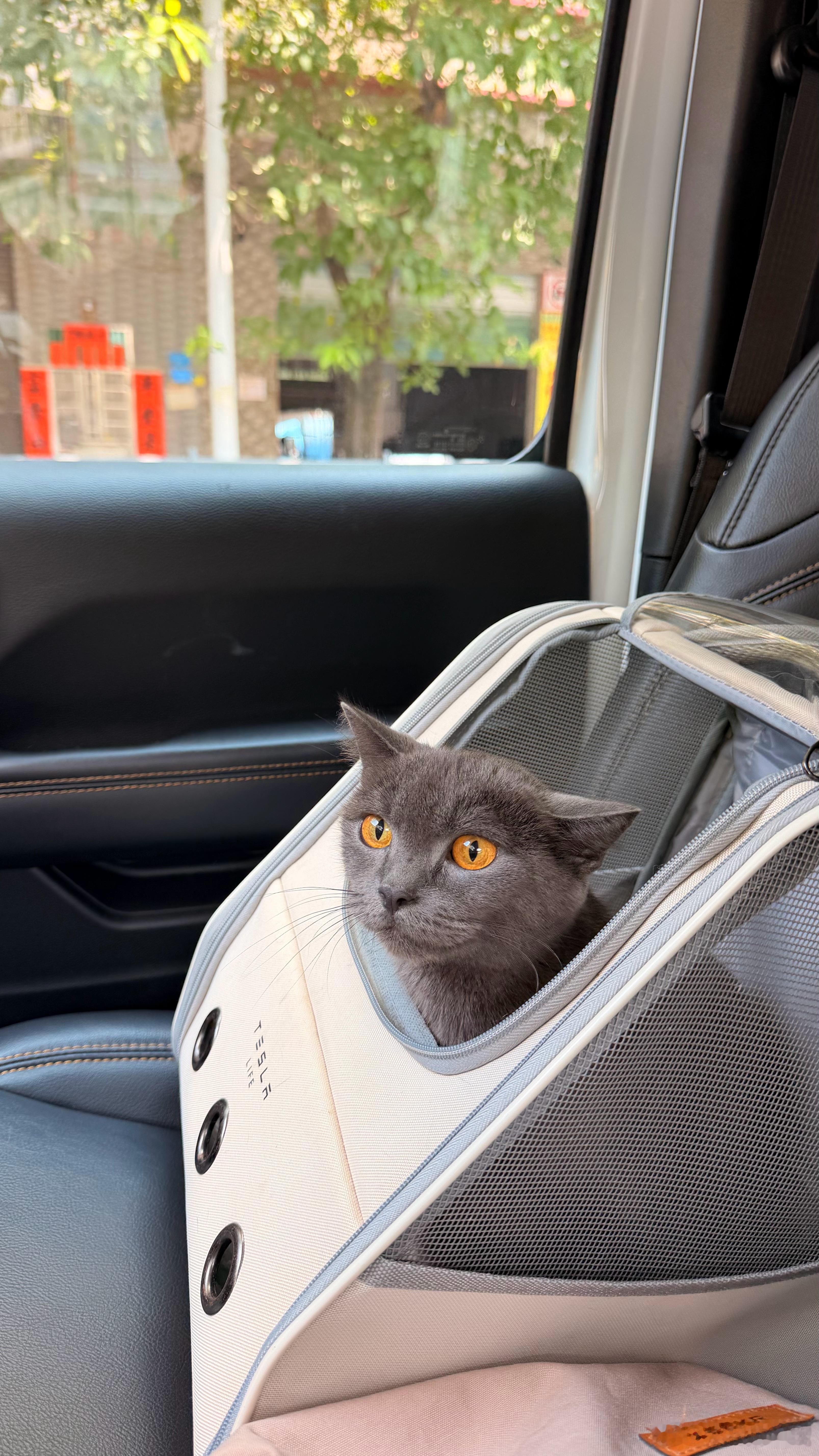 苦了我猫 ​​​