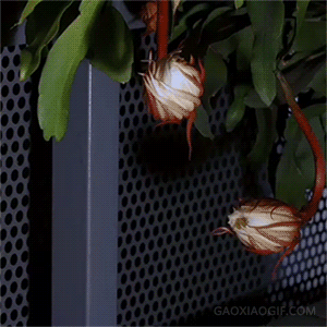 有缘得见昙花盛开，最最最迫切的愿望必定实现，并且会有意外之喜 