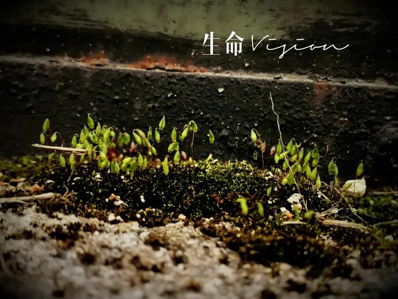 生命的本质究竟是什么？有人说它是DNA的传承、细胞的能量交换。确实，从生物学角度