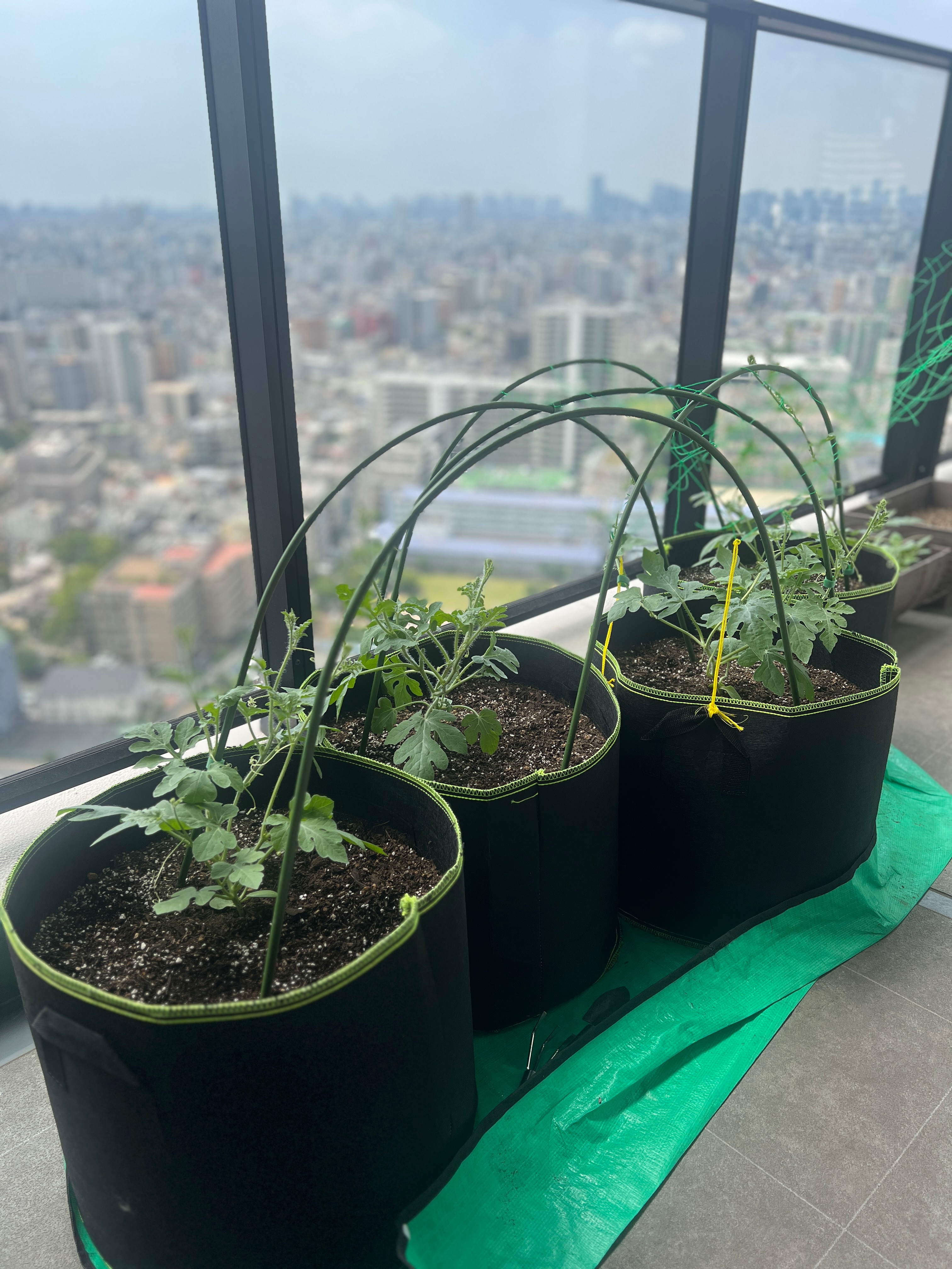 西瓜第40天，打顶了，长侧蔓了，前几天开了一朵雄花，昨天手一碰掉了。 