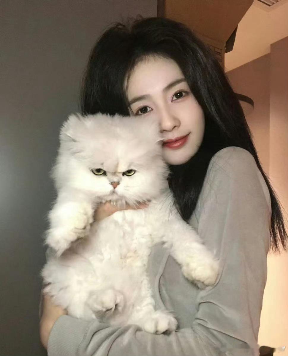 白鹿这真的是我的猫吗MayMay在我们心里一直是这个样子的萌妹子 