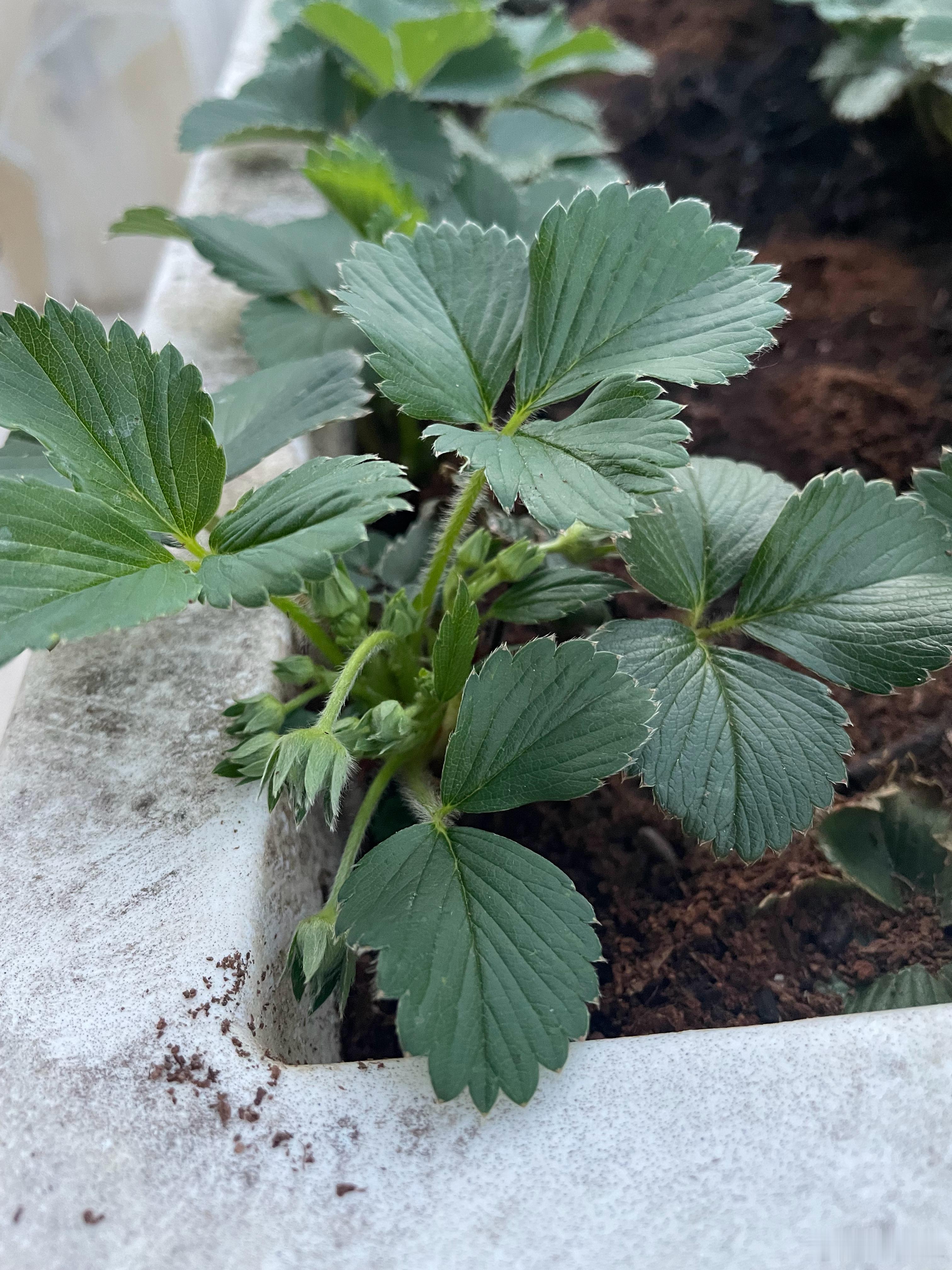 前几天还在愁，啥时候吃上草莓啊🍓今天气温31度温度到位了，草莓也有冲劲了黄瓜辣