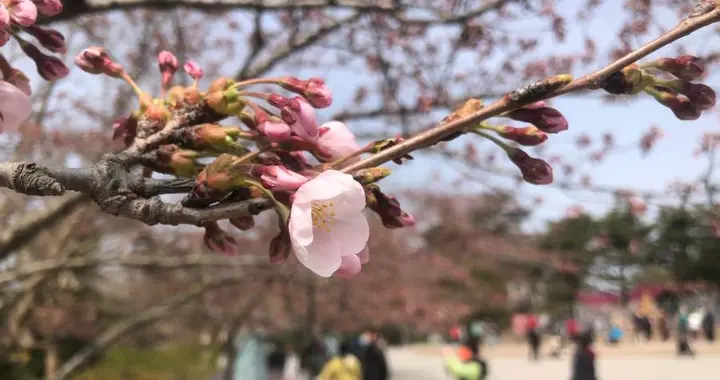 |岛城单樱始盛开