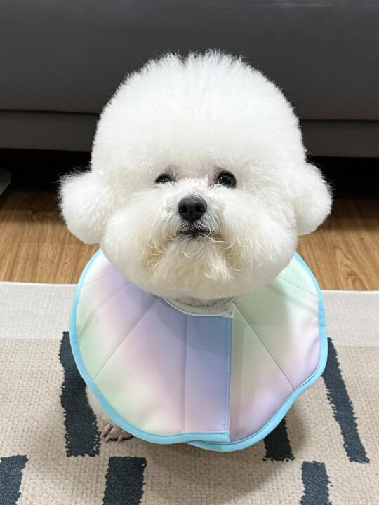 新买的项链 好看吗