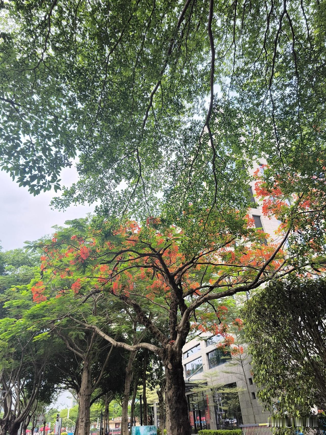 目的地不重要，沿途的风景也不重要，只有看风景的心情才重要。心情对了，哪怕一片落叶