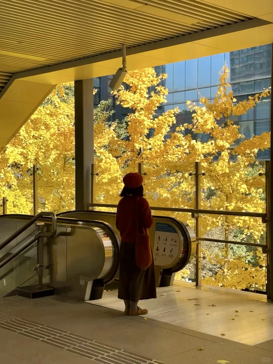 武汉秋日银杏之窗封神❗️美的像走进动漫世界