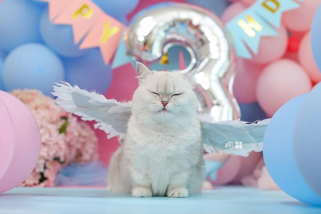 上海的宝宝们
喜欢这个全新生日布景么
喜欢的快举手 给你们安排!🤩