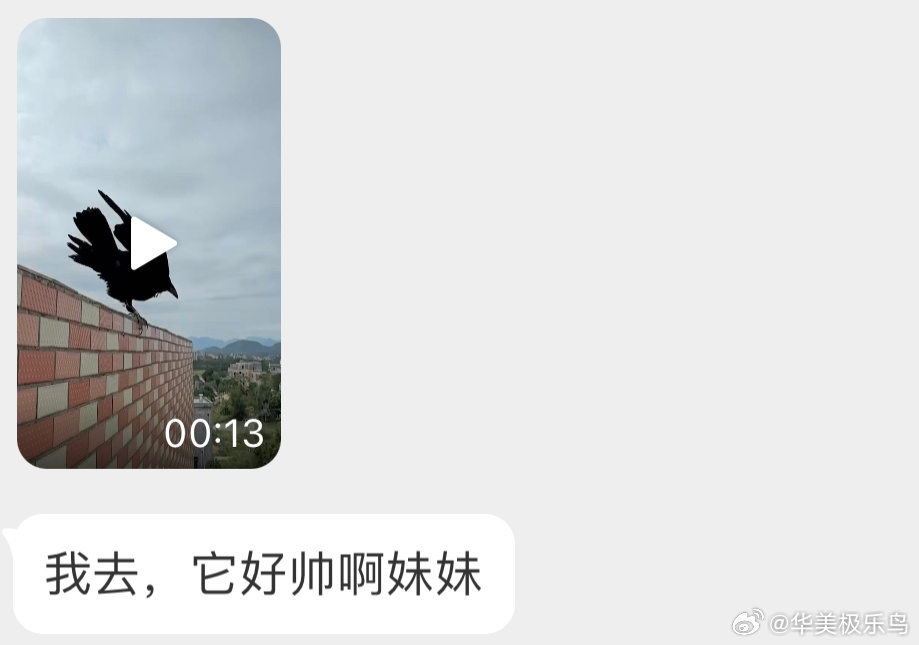 御风飞行的鸦鸦 ​​​