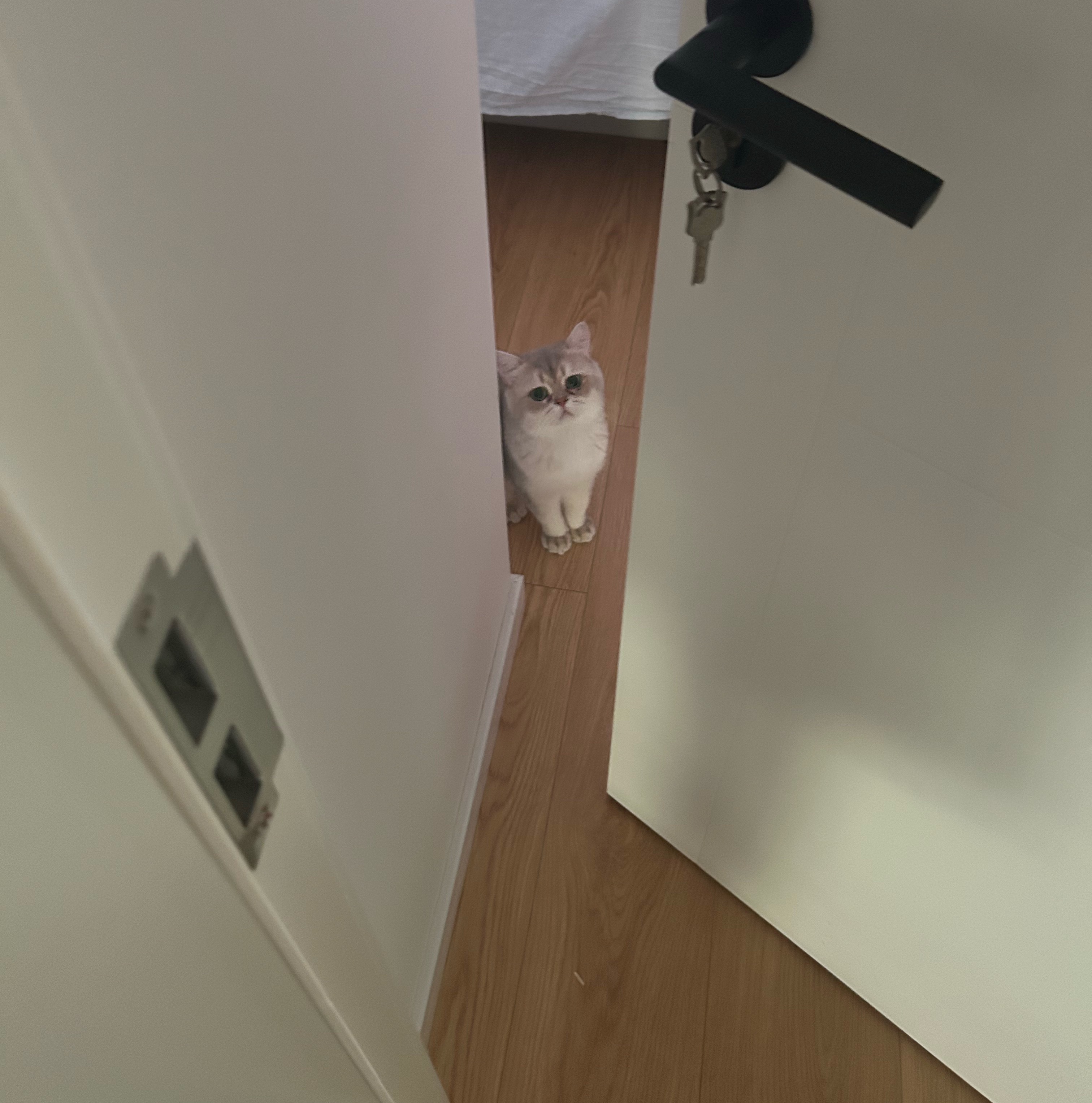 萌萌强强 
