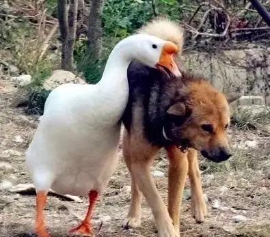 这一幕被家人录下上传网络，瞬间击中了千万网友的软肋。视频中，狗狗用身体筑成一道温