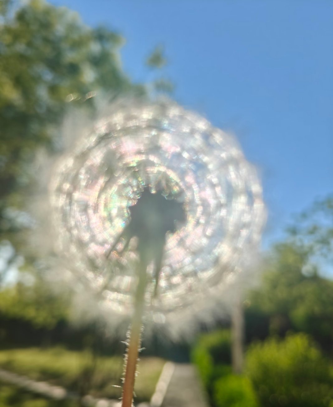 原来，蒲公英也可以这么美！哇哇哇，我也拍到蒲公英的光影了 东莞