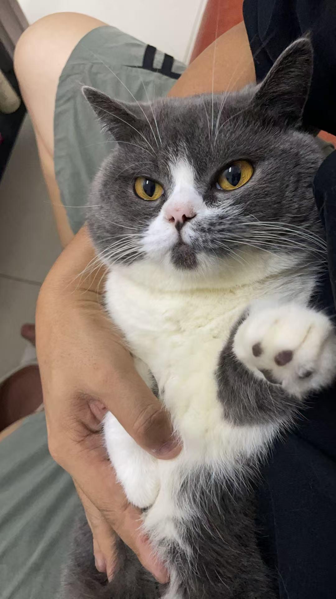 我家这只蓝白小胖猫，转眼已经陪我整整两年，从巴掌大的小奶猫，被我一点点养到如今圆
