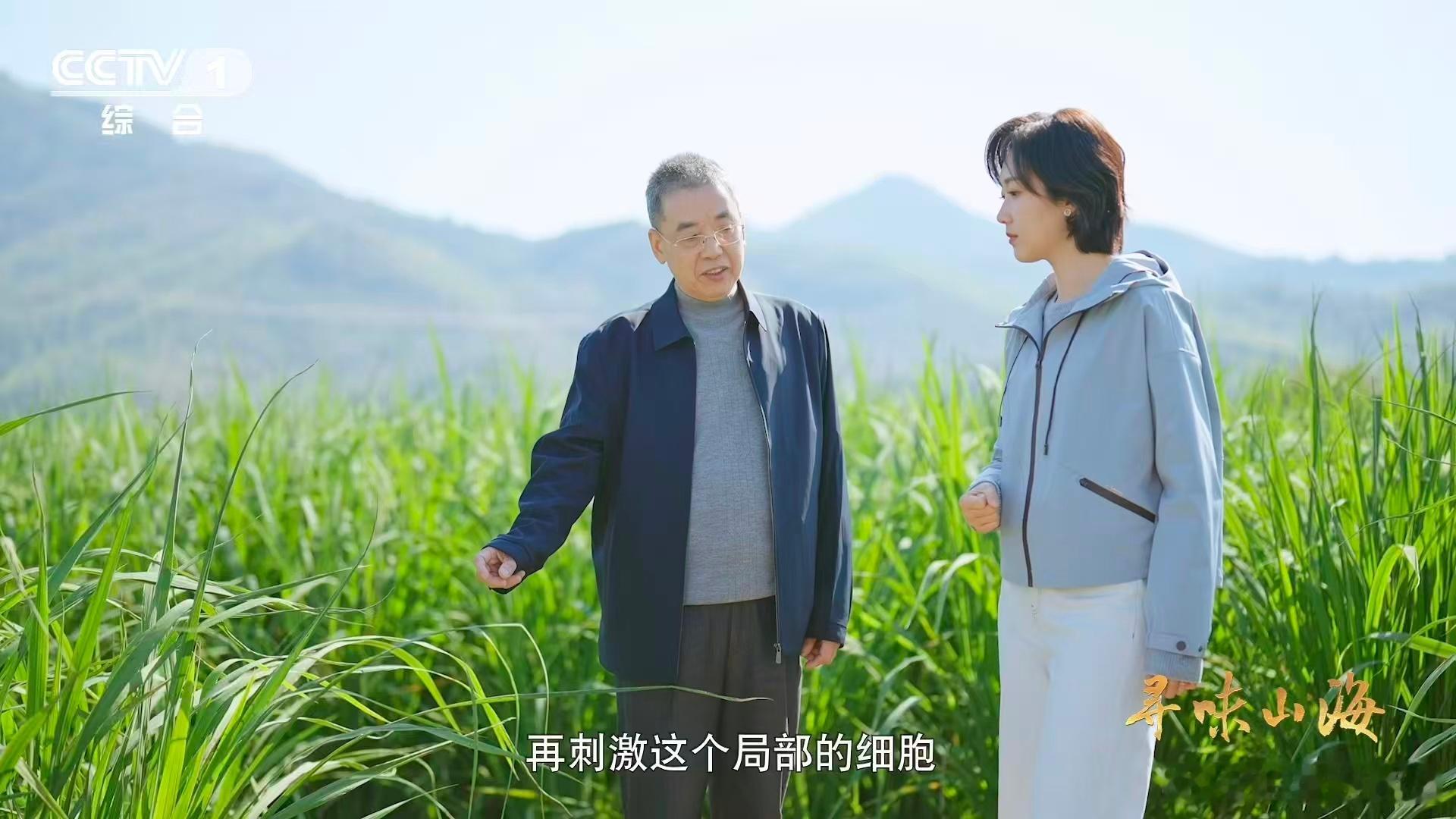 茭白居然和大米是亲戚别再只知道茭白是蔬菜了！它可是正儿八经的古代粮食，古称菰，结